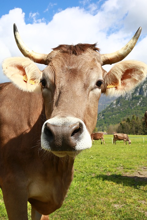 Cos’è il biodinamico